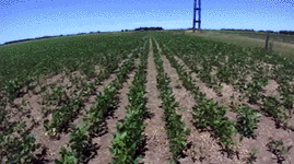 Animated samples.gif